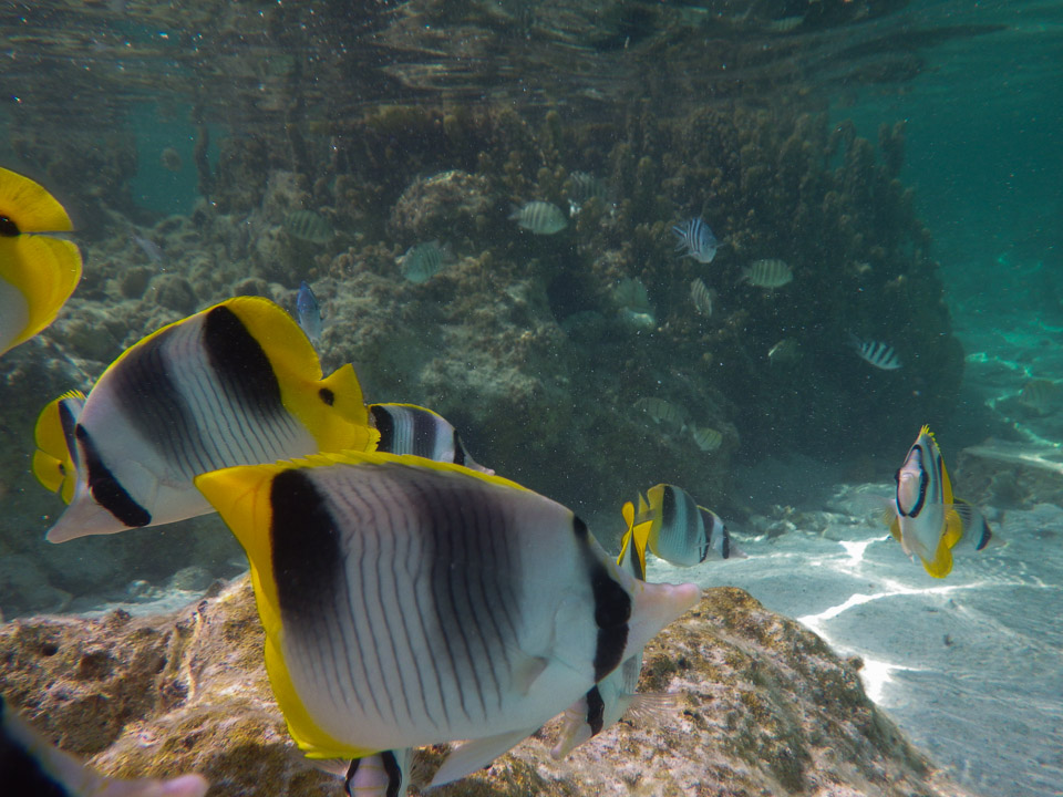 IMGP0992.jpg Sous l eau - Maupiti - Copyright : See Otherwise 2012 - 2025